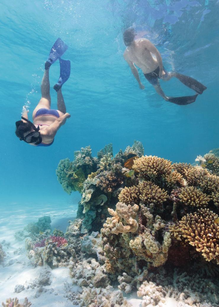 Snorkelers swim above coral off Lady Musgrave Island in the Great Barrier Reef © Tourism and Events Queensland