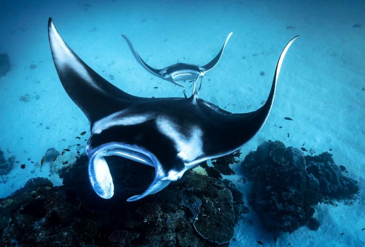 Manta ray, Lady Elliot Island, QLD © James Vodicka