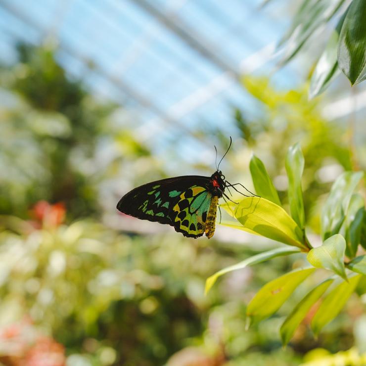  Butterfly at the Butterfly Sanctuary in Kuranda © Tourism Australia