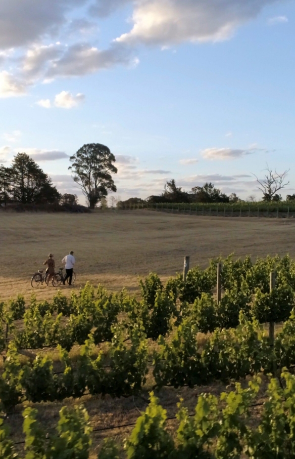  A couple of people take a walk with their bikes alongside Clonakilla vineyard, Murrumbateman, New South Wales © Destination NSW