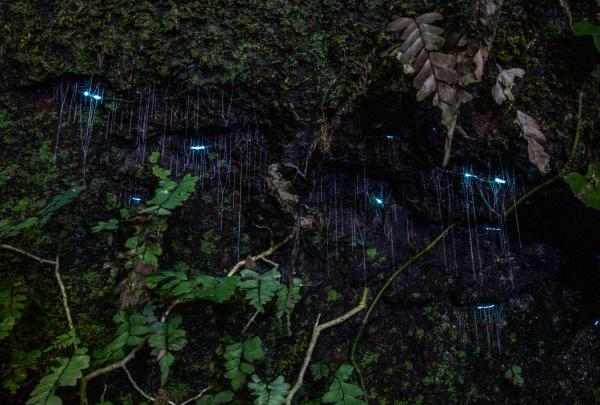 Glow worms on the night tour with Southern Cross 4WD Tours in Tamborine National Park © Southern Cross 4WD Tours