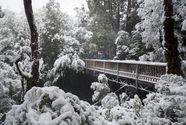 Enchanted Walk, Cradle Mountain-Lake St Clair National Park, TAS © Paul Fleming