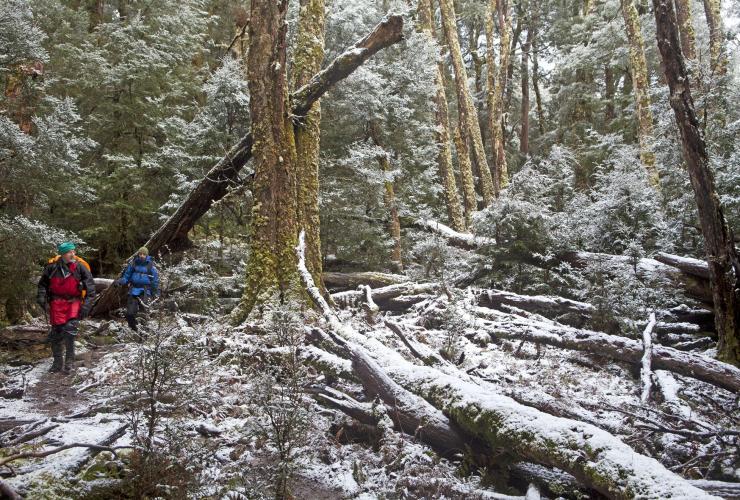 Tasmanian Expeditions, Overland Track, Cradle Mountain-Lake St Clair National Park, TAS © Andrew Bain Tasmanian Expeditions, Overland Track, Cradle Mountain-Lake St Clair National Park, TAS © Andrew Bain