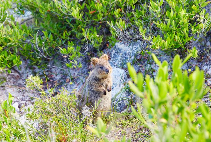 Quokka, Rottnest Island, Western Australia © Tourism WA