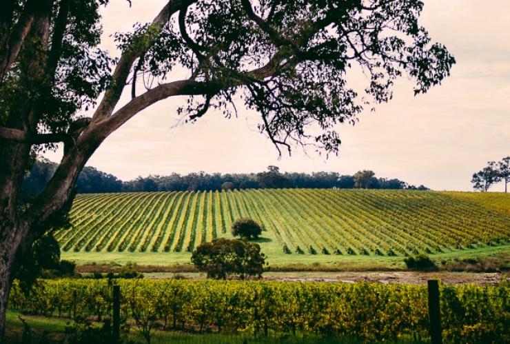 Vineyards, Margaret River region, WA © Mark Boskell, Elements Margaret River Vineyards, Margaret River region, WA © Mark Boskell, Elements Margaret River