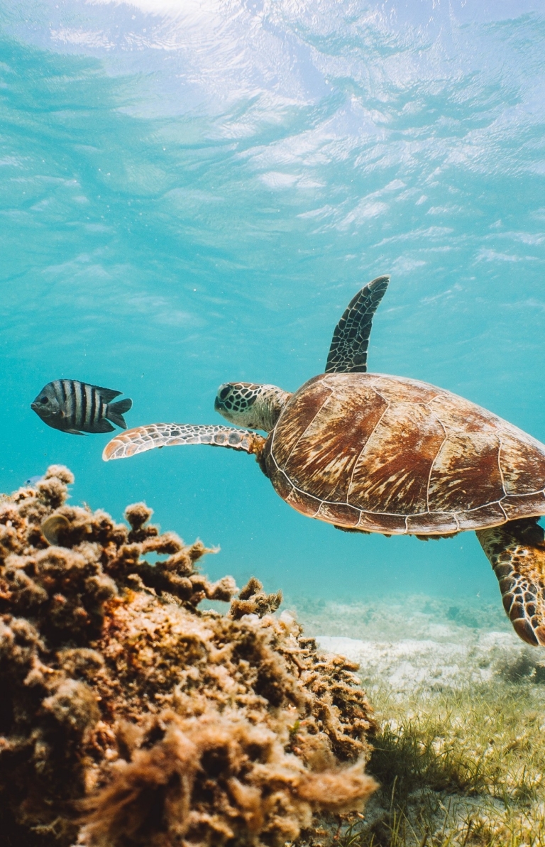 Lizard Island, Great Barrier Reef, QLD © Tourism Australia