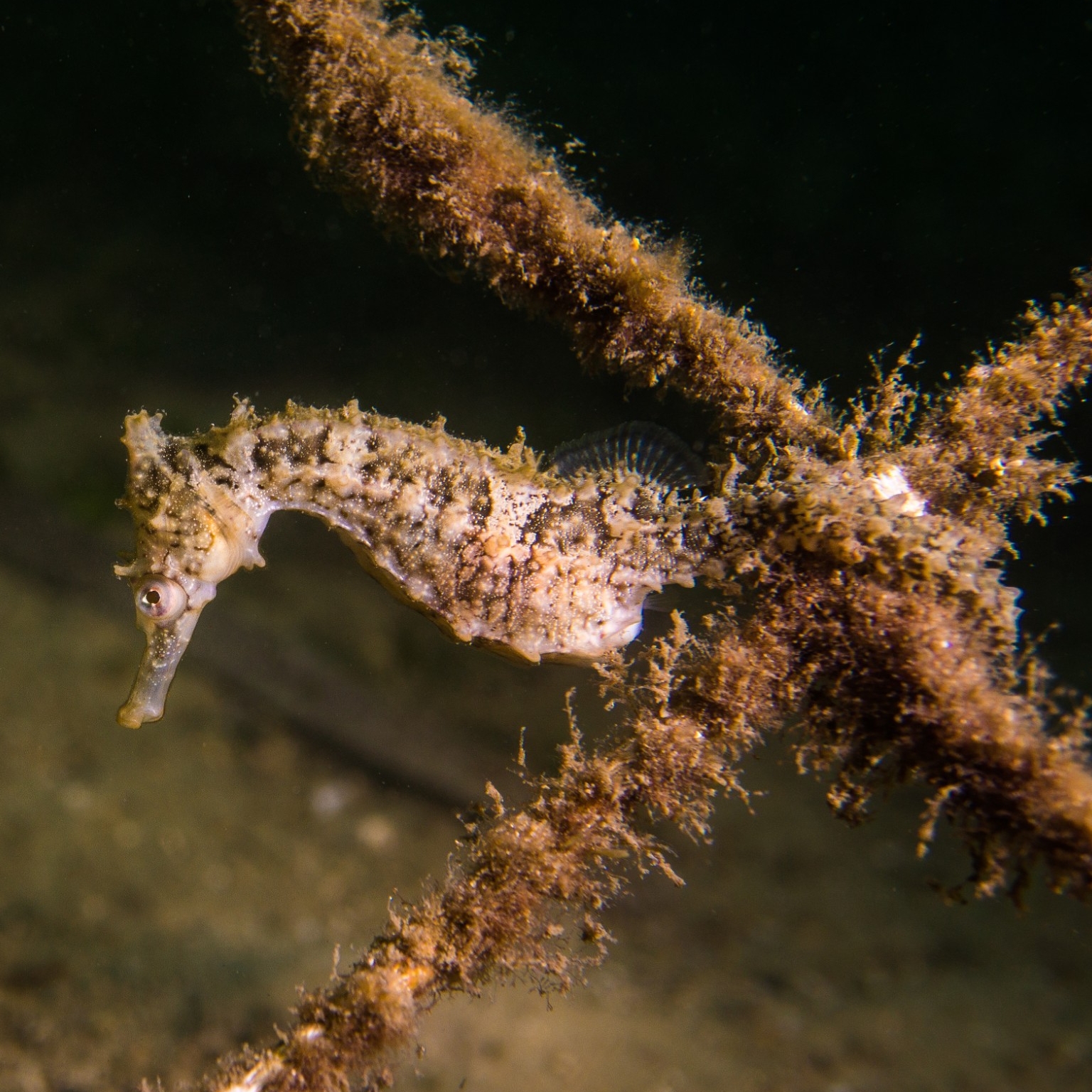 Seahorses at Chowder Bay, NSW © Pete McGee