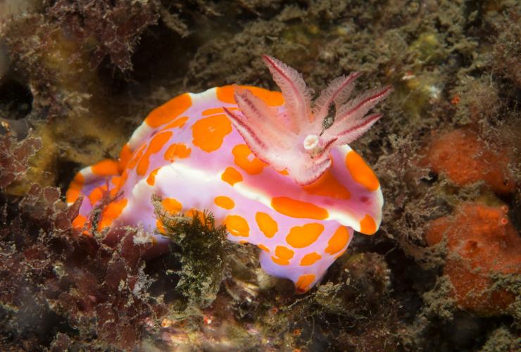 Nudibranch Bare Island, Botany Bay, Sydney © Jayne Jenkins