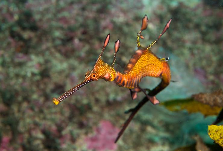 Weedy Seadragon, Kurnell, Sydney © Jayne Jenkins