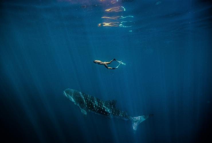 Female swimming with a Whale Shark (Rhincodon typus), Ningaloo Marine Park, WA © Tourism Western Australia 