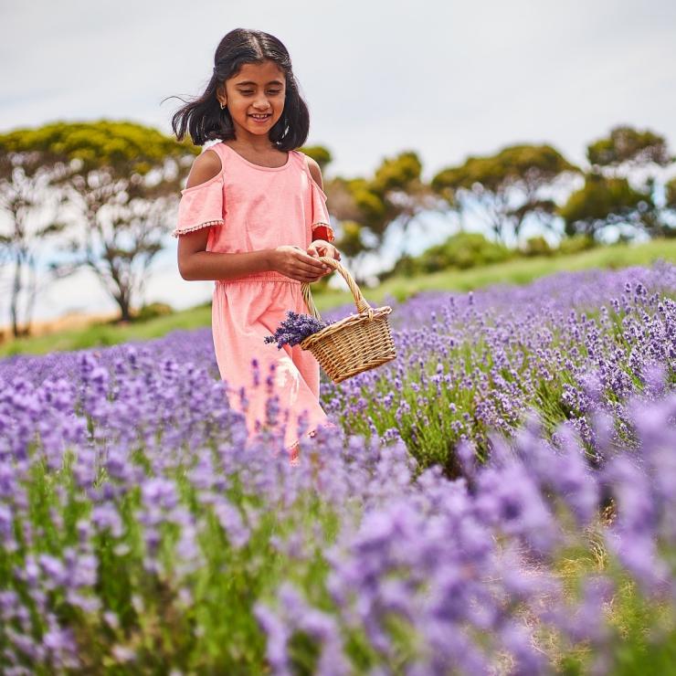 Emu Bay Lavender Farm, Kangaroo Island, SA © South Australian Tourism Commission