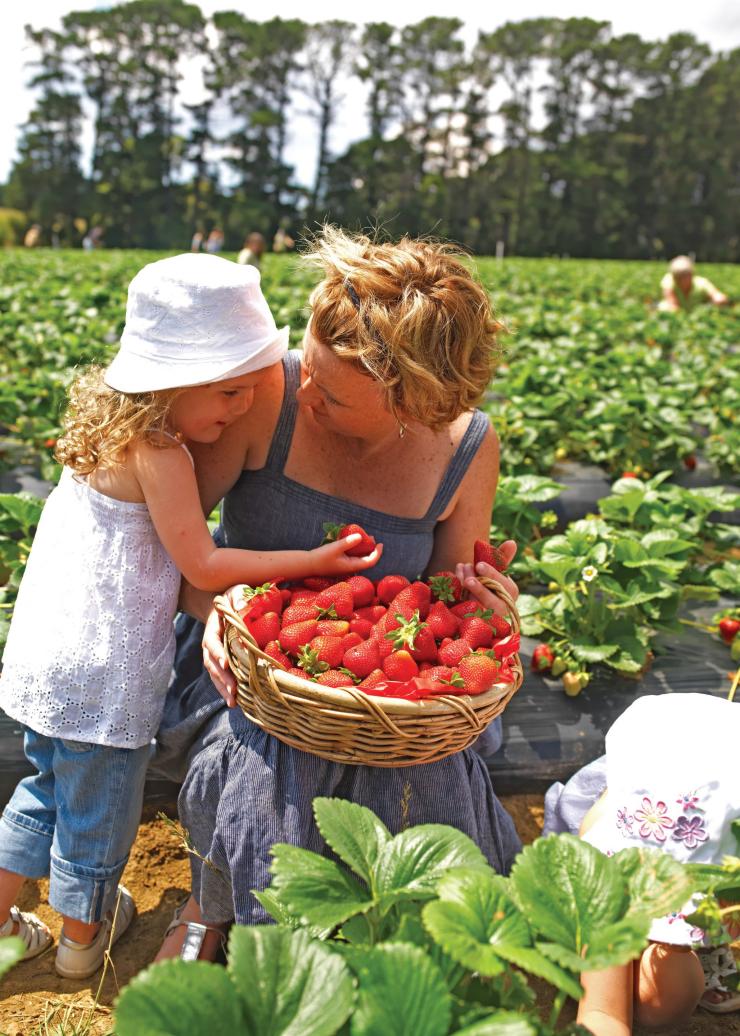 Fruit picking at the Sunny Ridge Strawberry Farm © Visit Victoria Fruit picking at the Sunny Ridge Strawberry Farm © Visit Victoria