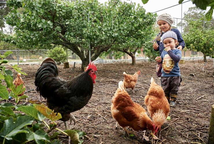 Children feeding chickens at Burnside Organic Farm © Burnside Organic Farm/Frances Andrijich Children feeding chickens at Burnside Organic Farm © Burnside Organic Farm/Frances Andrijich