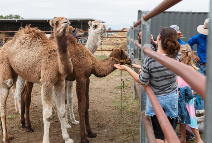 Children feeding camels at Summer Land Camels in Harrisville © Summer Land Camels Children feeding camels at Summer Land Camels in Harrisville © Summer Land Camels