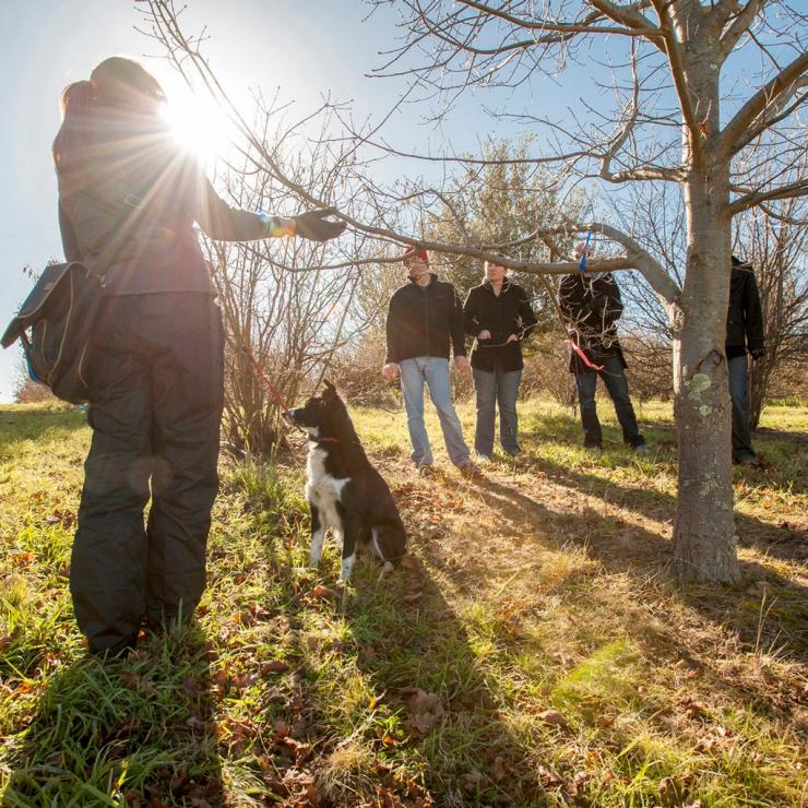 A group truffle hunting at the Truffle Festival in Canberra © Australian Capital Tourism A group truffle hunting at the Truffle Festival in Canberra © Australian Capital Tourism