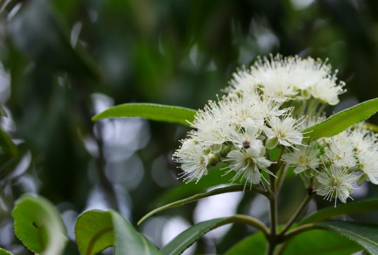 Lemon Myrtle plant in Noosa Heads © "Si vous savez être tendre" by uphillblok is licensed under CC BY-SA 2.0