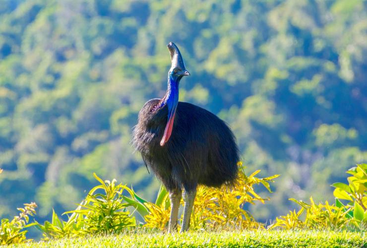 Cassowary, FNQ Nature Tours, Daintree, QLD © FNQ Nature Tours