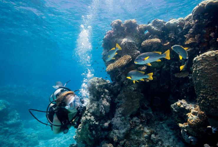 Snorkelling, Lizard Island, Whitsunday Islands, Great Barrier Reef, QLD © Tourism and Events Queensland, Darren Jew