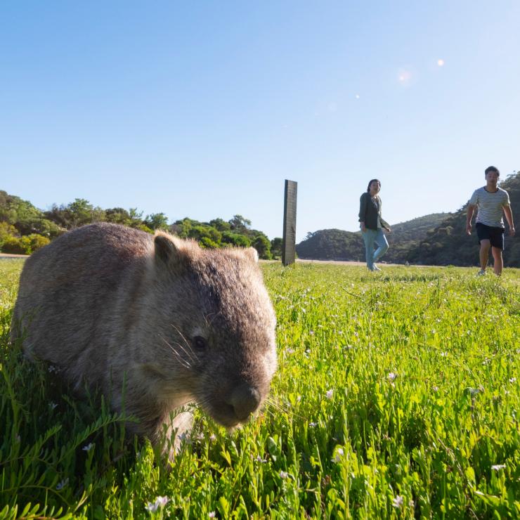 Wombat walks through grass at Wilsons Promontory National Park © Visit Victoria