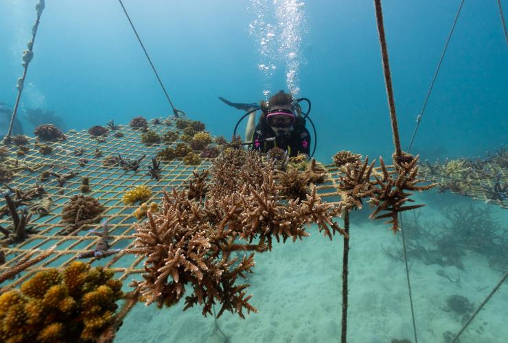 Scuba Diver at Coral Nurseries Dive Site, Great Barrier Reef, QLD © Tourism and Events Queensland