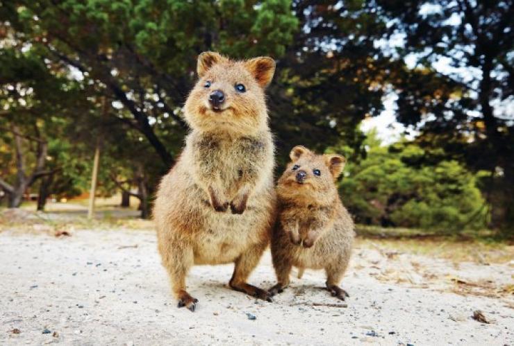 Quokkas on Rottnest Island © Tourism Australia