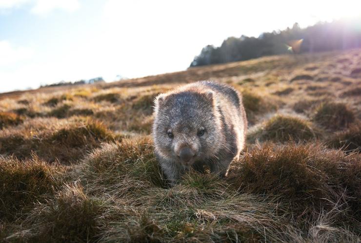 Wombat in the snow at Cradle Mountain © Tourism Australia/Daniel Tran