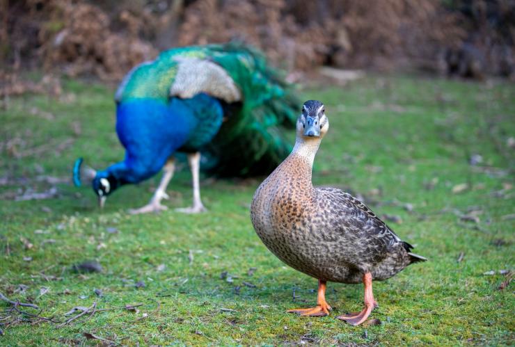 Peacock and a duck searching for food at Cataract Gorge in Launceston ©  Tourism Australia