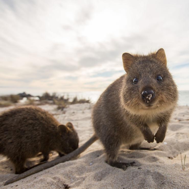 Quokkas on the beach in Rottnest Island © Allan Dixon