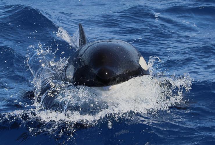 Killer whale, Naturaliste Charters, Bremer Canyon, WA © Naturaliste Charters