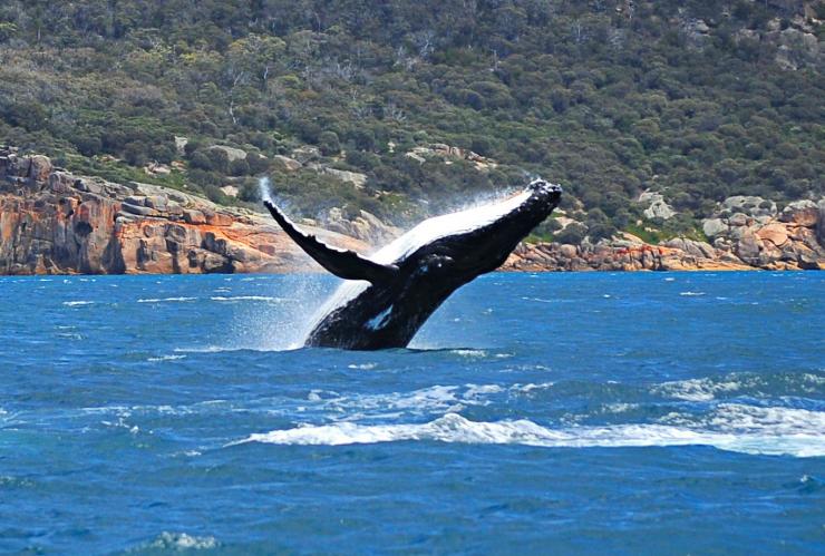 Humpback whale, Schouten Passage, Freycinet National Park, TAS © Freycinet Experience Walk