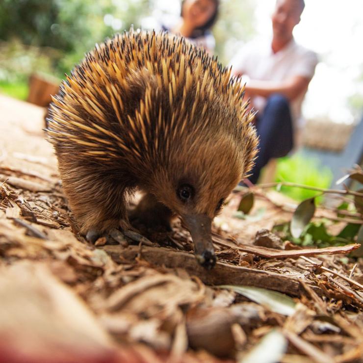 Healesville Sanctuary, Healesville, VIC © Visit Victoria