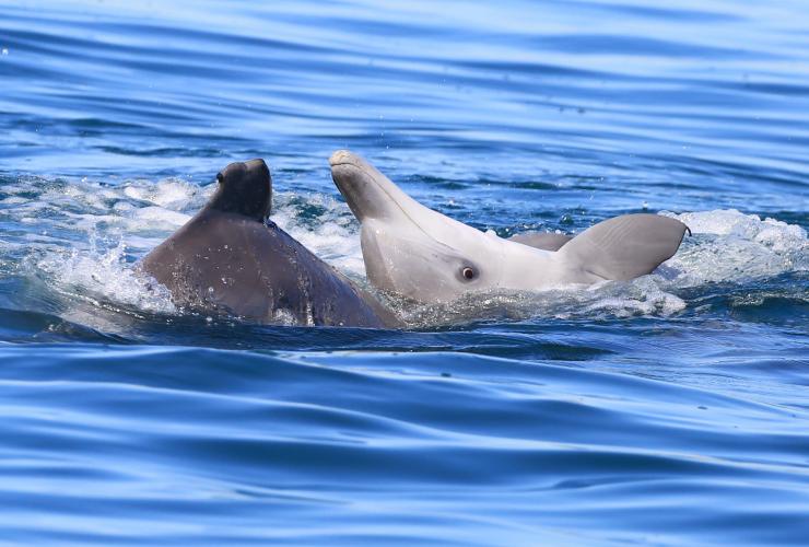 Dolphin Research Expeditions, Moreton Bay, QLD © Dolphin Research Australia