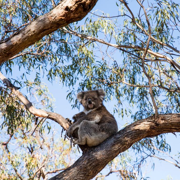 Raymond Island, Gippsland, VIC © Visit Victoria