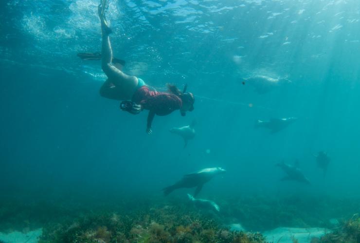 Sea Lions, Calypso Star Charters, Hopkins Island, SA © Tourism Australia