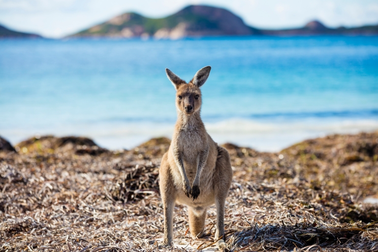 Kangaroo standing on grass with the ocean in the background at Lucky Bay, Esperance, Western Australia © Tourism Western Australia