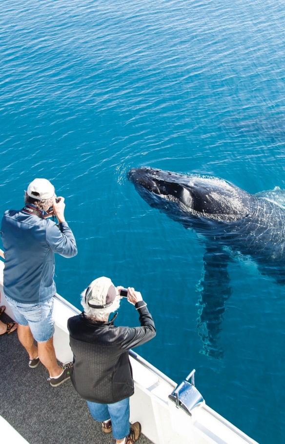 Hervey Bay Whale Watching, Hervey Bay © Matthew Taylor, Tourism and Events Queensland