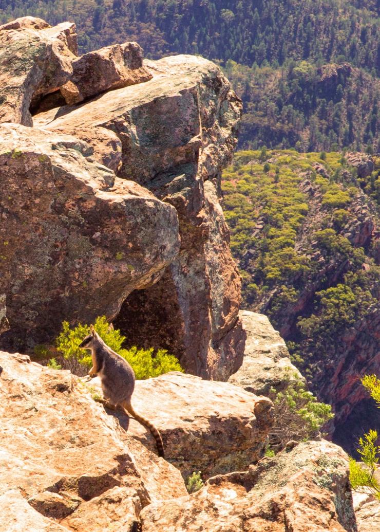 Yellow Footed Rock Wallaby, St Mary Peak, SA © Andy Steven