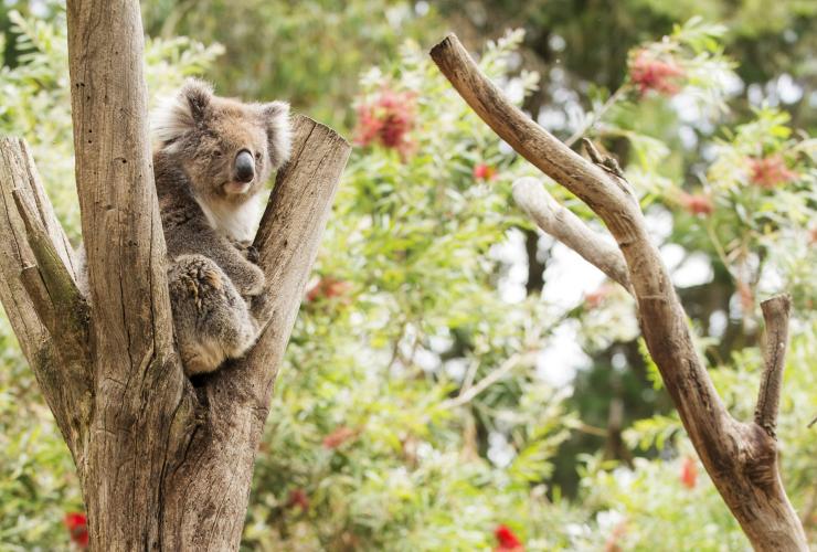 Kangaroo Island Wildlife Park, Kangaroo Island, SA © Julie Fletcher 