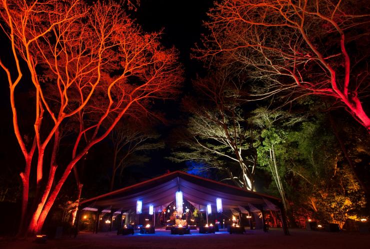 Flames of the Forest, Port Douglas, QLD © Flames of the Forest Flames of the Forest, Port Douglas, QLD © Flames of the Forest
