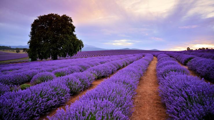Bridestowe Lavender Estate, Nabowla, TAS © Bridestowe Lavender Estate Bridestowe Lavender Estate, Nabowla, TAS © Bridestowe Lavender Estate