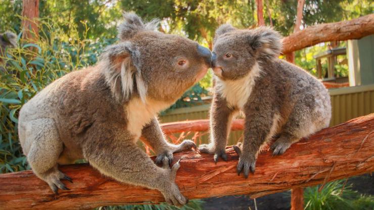 Koalas, Ballarat Wildlife Park, VIC © Ballarat Wildlife Park