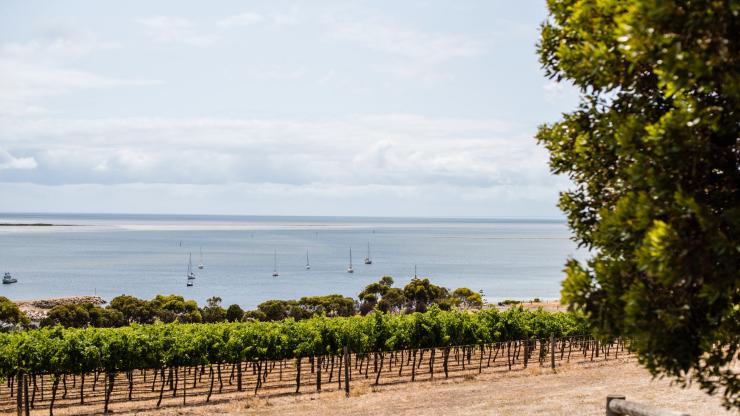 Bay of Shoals Wines, Kangaroo Island, SA © South Australian Tourism Commission