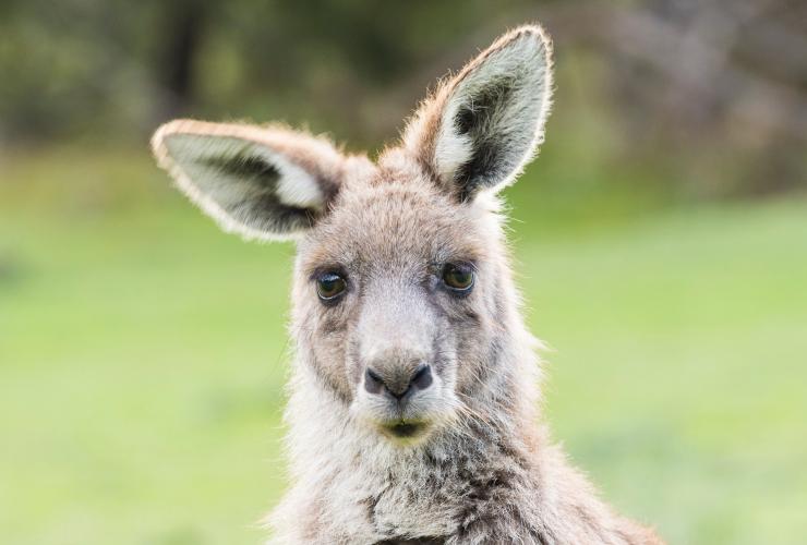 Wildlife spotting, Grampians, VIC © Rob Blackburn Photography