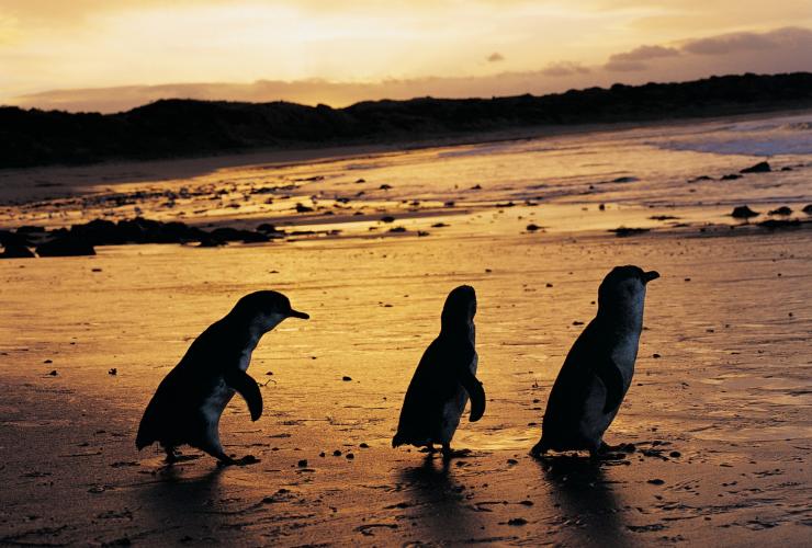 Phillip Island Nature Park, VIC © Phillip Island Nature Park Phillip Island Nature Park, VIC © Phillip Island Nature Park