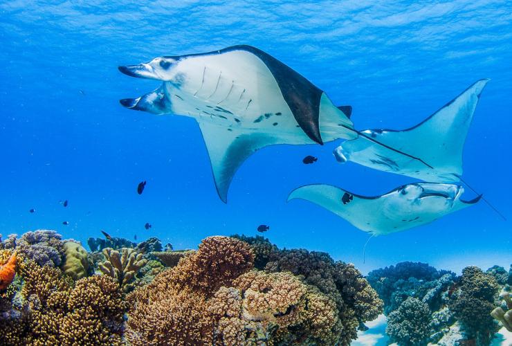 Cocos Dive, Cocos (Keeling) Islands © Cocos Keeling Islands Tourism Association