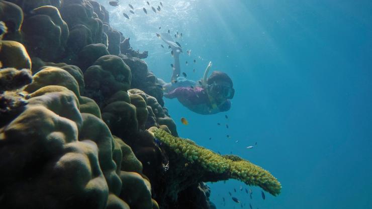 Snorkelling, Great Barrier Reef, Port Douglas, QLD © Tourism and Events Queensland