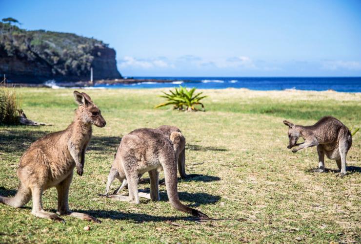 Pebbly Beach, Murramarang National Park, NSW © Tourism Australia 