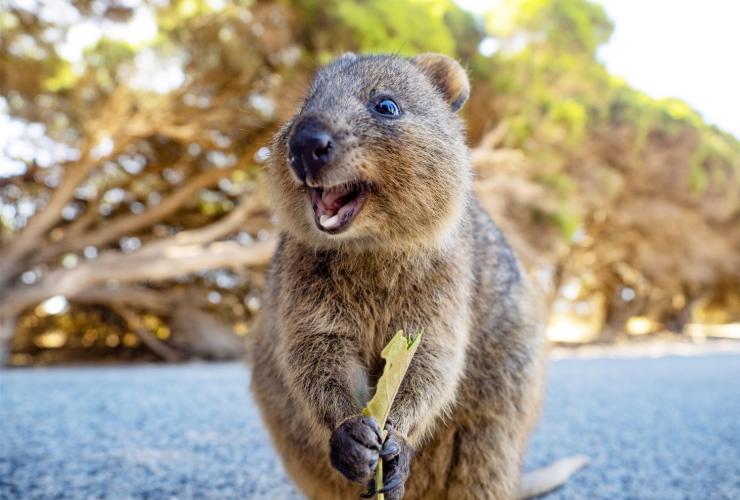 Quokka, Rottnest Island, Western Australia © Tourism Australia