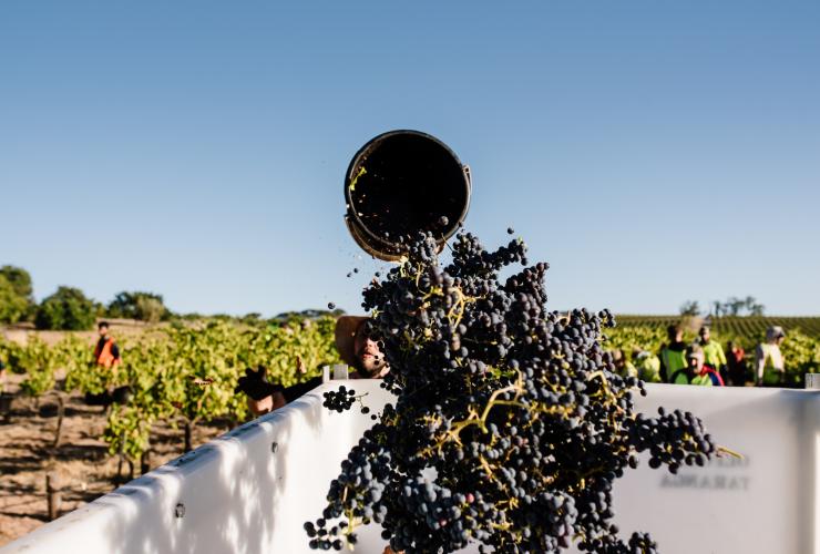 Oliver’s Taranga, McLaren Vale, South Australia © Meaghan Coles Oliver’s Taranga, McLaren Vale, South Australia © Meaghan Coles