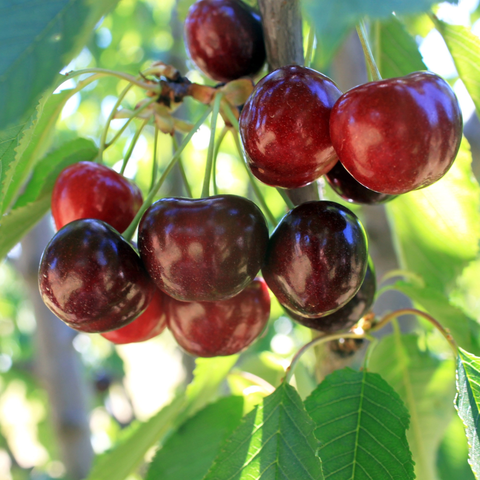 Cherry Orchard, Manjimup, WA © Tourism Australia